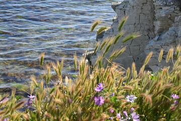 Obraz na płótnie Canvas flowers in the grass