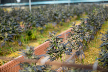 Rows of marijuanna shrubs growing on garden beds in hothouse.