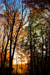 Unreal colors of beech trees autumn foliage lit from behind by the beams of setting sun in Monte San Vicino e Monte Canfaito natural reserve