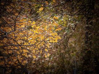 Close up on a plane trees with yellow and brown dry leaves, in autumn. Also known as sycamore, or platanus, the tree is a symbol of fall in northern hemisphere....
