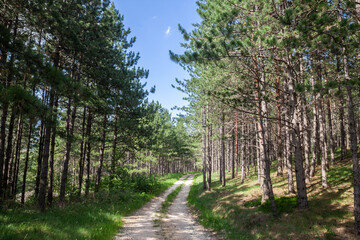 Dirtpath in the middle of pine andfir  trees in a typical mountain forest in the balkans mountains in Divcibare, Serbia, in deep woods, in Europe......