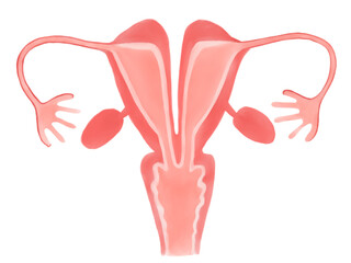 子宮形態異常の種類（重複子宮）