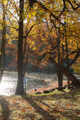 Fototapeta premium 落ち葉が舞う秋の公園 鳥沼公園 