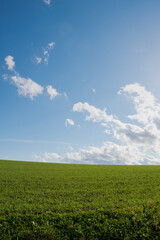 秋の緑の麦畑と青空
