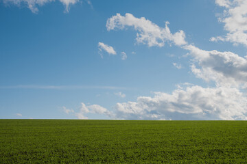 秋の緑の麦畑と青空
