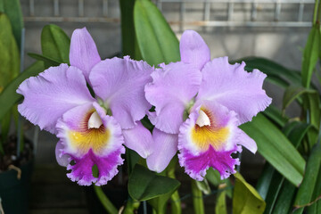 Cattleya Orchids. A pair of multicolor orchids of pink, yellow, and purple, with drops of water on the petals.