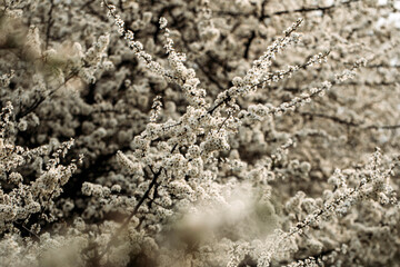 Spring flowers. Tree. Forest. Photo. Background. Flower. 
