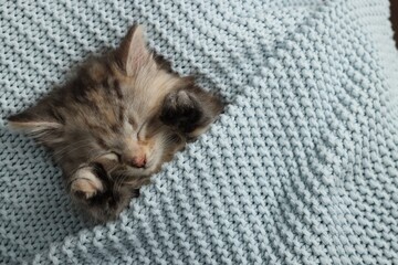 Fototapeta na wymiar Cute kitten sleeping in light blue knitted blanket, top view