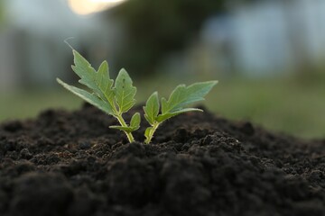 Beautiful young tomato seedling in ground outdoors