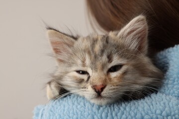 Cute fluffy kitten on owner's shoulder against light background, closeup