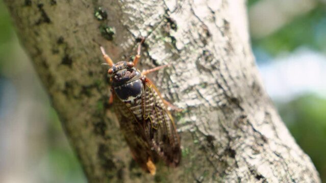 cicada on trunk