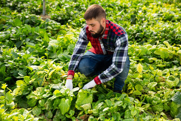 Young male farmer caring for young houseplants in greenhouse farm