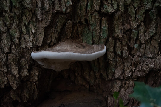 fungus growing embedded inside a tree