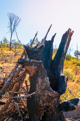 Large burnt tree trunks on the cliff of Butte Creek Canyon in Bille Park of paradise, Northern California off on the Skyway road