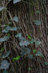 vine surrounding a tree trunk