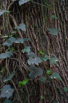 vine surrounding a tree trunk