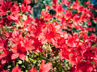 red flowers in garden