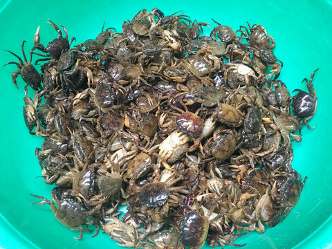 crabs live in the field display in the market