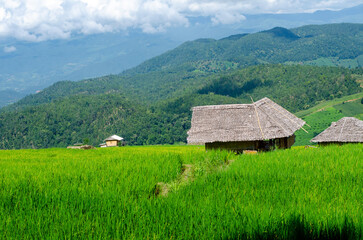 Fototapeta na wymiar Green rice terrace field at Pa Pong Piang village in Chiang Mai, Thailand