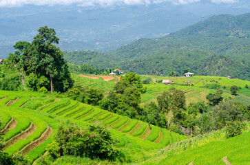 Green rice terrace field at Pa Pong Piang village in Chiang Mai, Thailand