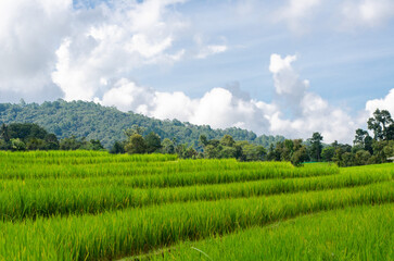 Green rice terrace field at Pa Pong Piang village in Chiang Mai, Thailand