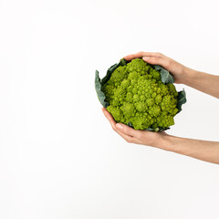 Naklejka na ściany i meble Green romanesco broccoli cauliflower vegetable in female hands. Sustainable organic produce for healthy nutrition, digestion & vegetarian diet. Copy space minimalism mockup, white background.