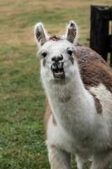 Fototapeta premium Laughing llama portrait