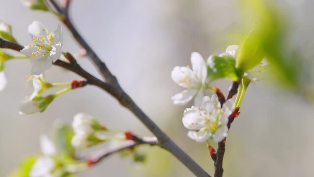 Beautiful branch on spring day. Blossom cherry white flower tree on nature background. Slow motion.