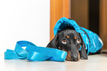 Dog in blue raincoat lies in doorway next to leash, patiently waiting for owner to go for walk....