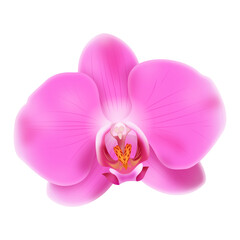 Różowa orchidea - piękny rozwinięty kwiat. Ręcznie rysowana botaniczna ilustracja.	