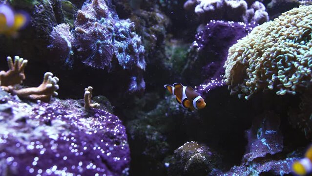 Tropical nemo clown fish and palette surgeonfish in anemone on colorful coral reef aquarium background. Anemonefish swimming underwater. Colorful nature calming background.