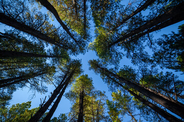 An upward view of towering pine trees against a blue sky in the forest