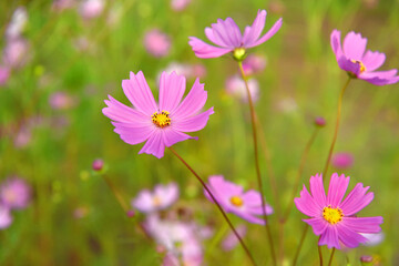 コスモス