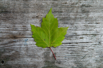 A green maple leaf isolated on a wood background representing beginning of the fall colors