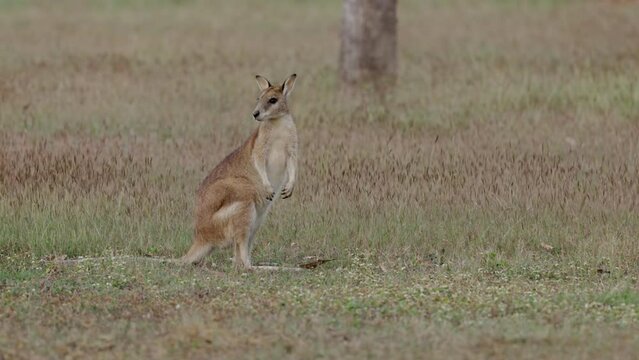 an alert agile wallaby looking out for danger at mareeba in qld, australia