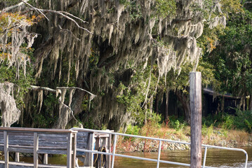 Spanish moss in a tree.