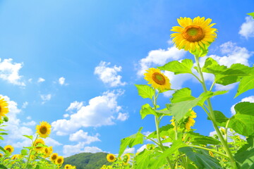Hill, Sunflower, Sky