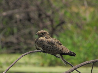 Nacunda Nighthawk