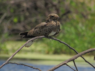 Nacunda Nighthawk