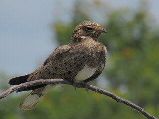 Nacunda Nighthawk