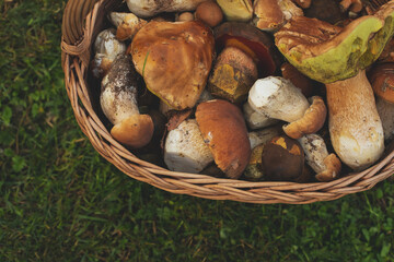 Basket full of fresh forest mushrooms.Autumn season.