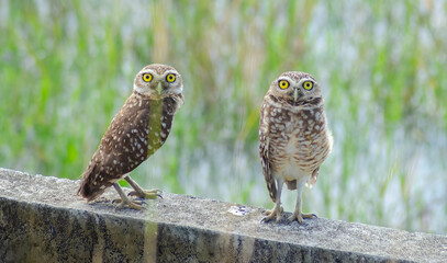 Burrowing Owl