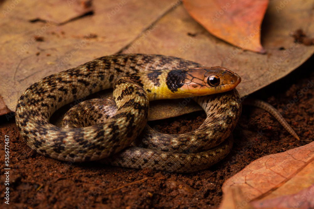 Wall mural juvenile grass snake