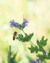 Honeybee on a purple flower with a light green background