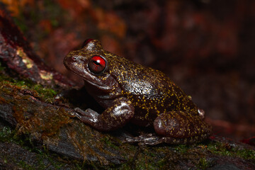 red eyes frog on the ground moss