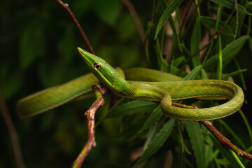 green snouted vine snake on the tree brush