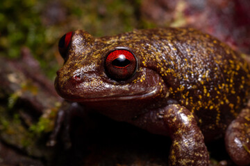 macro of red eyes frog
