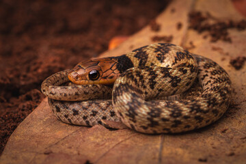 juvenile grass snake