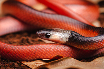macro of red snake on the ground