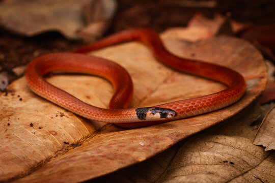 red ground snake